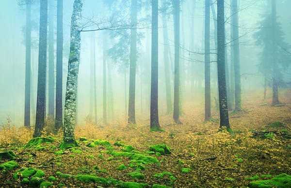 絵を見て初めに目に付く色は？