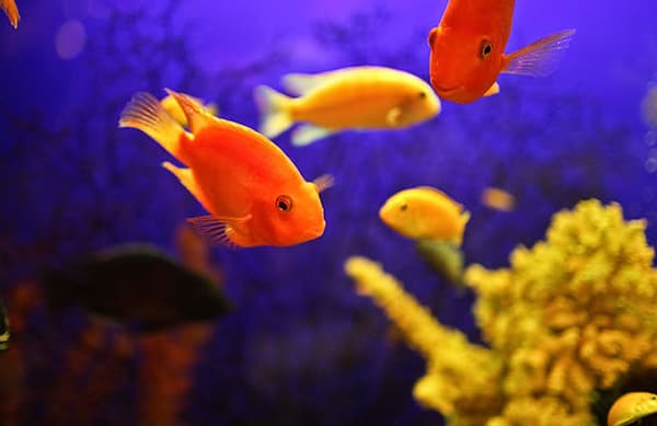 絵を見て初めに目に付く色は？