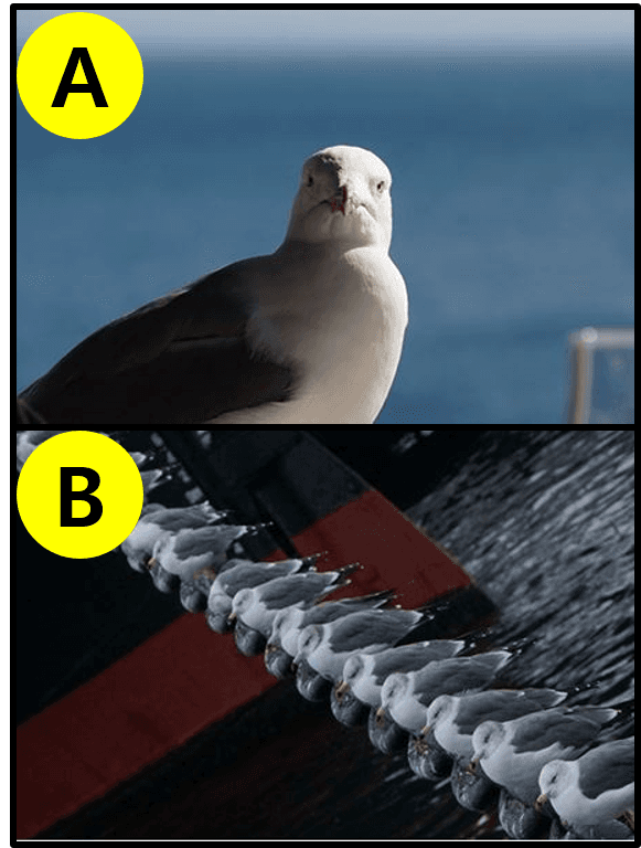 あなたの好きな写真はどっち？