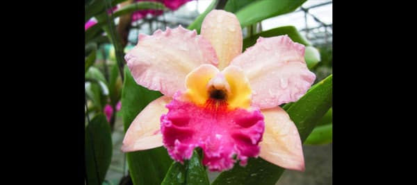 絵の中で最も目につく色は？