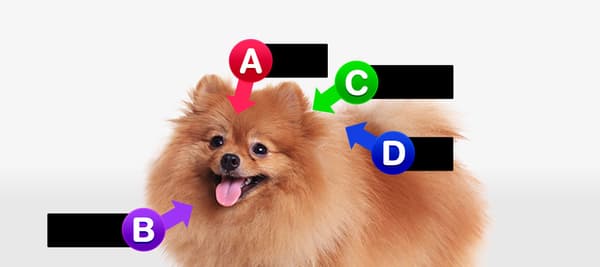 愛らしい犬を見たあなた！一番最初に撫でてあげる部分はどこ？