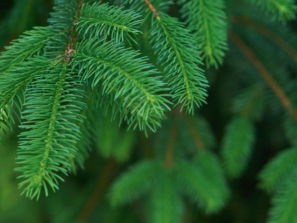 [나무] 사진을 보며 냄새를 상상하세요. 어떤 것이 떠오르나요?