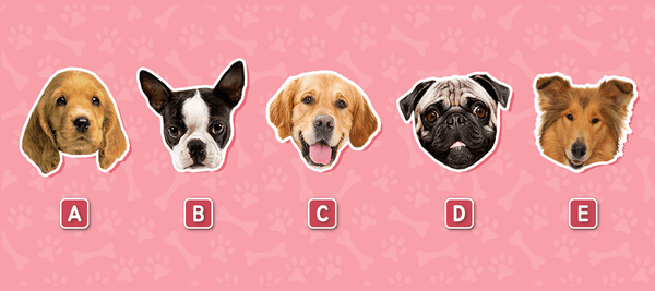 당신이 가장 키우고 싶은 강아지를 고르세요!