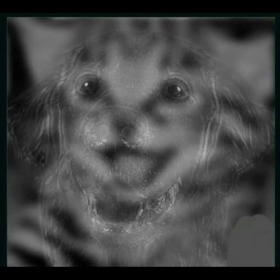 그림에서 어떤 동물이 보이나요? 처음 딱! 보인 동물을 선택하세요!