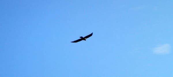 최근 열흘간 검은 새를 본 적이 있습니까?